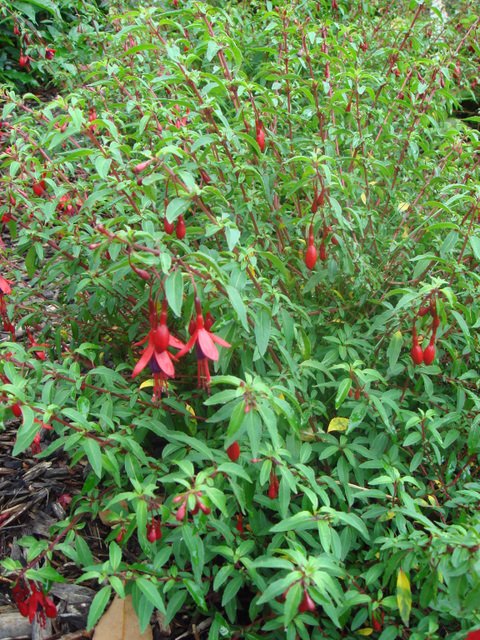 Fuchsia magellanica 'Globosa'